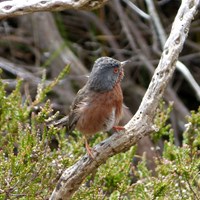 Sylvia undata op RikenMon's Natuurgids