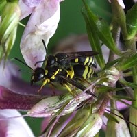 Ancistrocerus parietum Em Nature-Guide de RikenMon