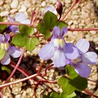 Cymbalaria muralis En la Guía-Naturaleza de RikenMon