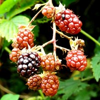 Rubus fruticosus Sur le Nature-Guide de RikenMon