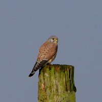 Falco tinnunculus op RikenMon's Natuurgids