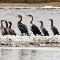 Phalacrocorax lucidus Em Nature-Guide de RikenMon