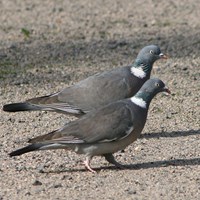 Columba palumbus En la Guía-Naturaleza de RikenMon