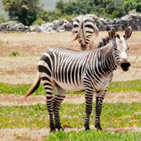 Equus zebra Sur le Nature-Guide de RikenMon