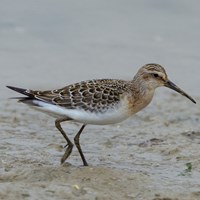 Calidris ferruginea En la Guía-Naturaleza de RikenMon