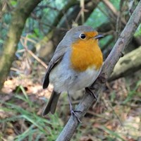 Erithacus rubecula En la Guía-Naturaleza de RikenMon