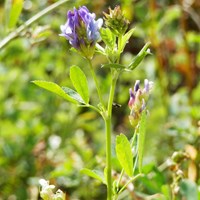 Medicago sativa на Nature-Guide RikenMon в