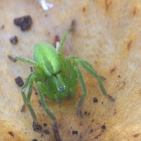 Micrommata virescens 在RikenMon的自然指南