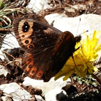 Erebia epistygne