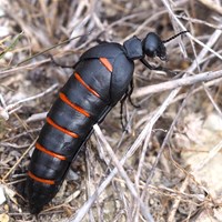 Berberomeloe majalis su guida naturalistica di RikenMon