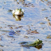 Rana lessonae op RikenMon's Natuurgids