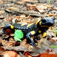 Salamandra salamandra su guida naturalistica di RikenMon