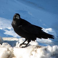 Corvus corax Em Nature-Guide de RikenMon