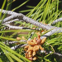 Pinus halepensis En la Guía-Naturaleza de RikenMon