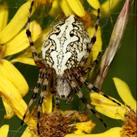 Aculepeira ceropegia 在RikenMon的自然指南