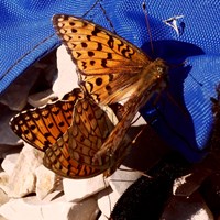 Boloria selene Auf RikenMons Nature-Guide