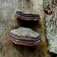 Fomitopsis pinicola op RikenMon's Natuurgids