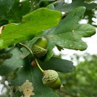 Quercus robur на Nature-Guide RikenMon в