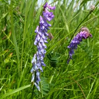 Vicia cracca Sur le Nature-Guide de RikenMon