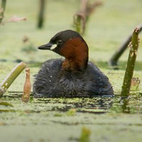 Tachybaptus ruficollis на Nature-Guide RikenMon в