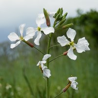 Raphanus raphanistrum op RikenMon's Natuurgids