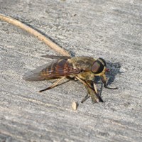 Tabanus bovinus Sur le Nature-Guide de RikenMon