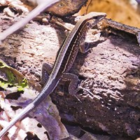 Ameiva quadrilineata Em Nature-Guide de RikenMon