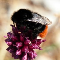 Bombus lapidarius Em Nature-Guide de RikenMon