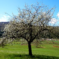 Malus sylvestris su guida naturalistica di RikenMon