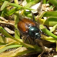 Phyllopertha horticola on RikenMon's Nature-Guide