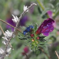 Echium plantagineum Sur le Nature-Guide de RikenMon