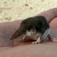 Crocidurinae sp. su guida naturalistica di RikenMon