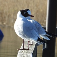 Chroicocephalus ridibundus su guida naturalistica di RikenMon