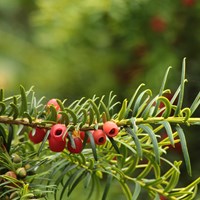 Taxus baccata 在RikenMon的自然指南