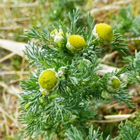 Matricaria discoidea su guida naturalistica di RikenMon