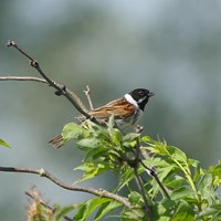 Emberiza schoeniclus on RikenMon's Nature-Guide