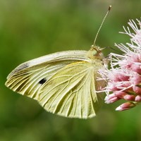 Pieris rapae Em Nature-Guide de RikenMon