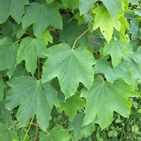Acer pseudoplatanus En la Guía-Naturaleza de RikenMon