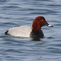 Aythya ferina su guida naturalistica di RikenMon