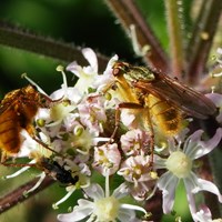 Scathophaga stercoraria En la Guía-Naturaleza de RikenMon