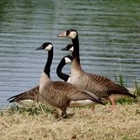 Branta canadensis Auf RikenMons Nature-Guide