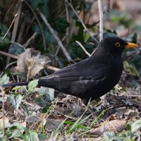 Turdus merula En la Guía-Naturaleza de RikenMon