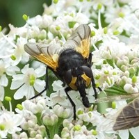 Mesembrina meridiana op RikenMon's Natuurgids