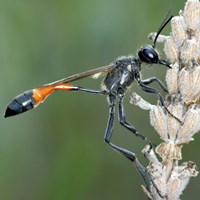 Ammophila sabulosa op RikenMon's Natuurgids