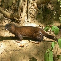 Mustela lutreola su guida naturalistica di RikenMon