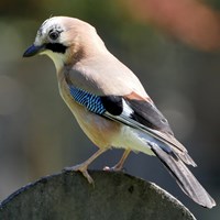 Garrulus glandarius Sur le Nature-Guide de RikenMon