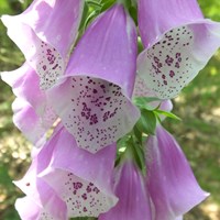 Digitalis purpurea En la Guía-Naturaleza de RikenMon