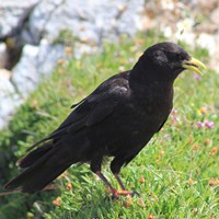 Pyrrhocorax graculus Auf RikenMons Nature-Guide