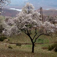 Prunus dulcis  En la Guía-Naturaleza de RikenMon