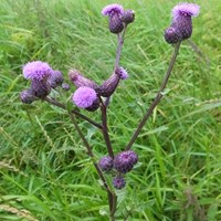 Cirsium arvense  on RikenMon's Nature-Guide